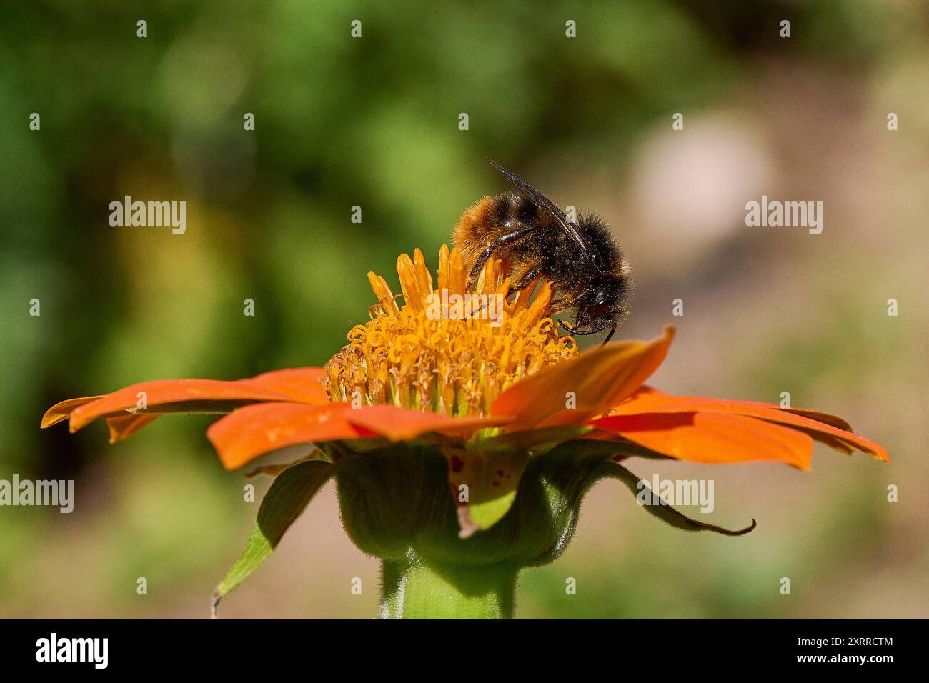 Natur Mexikanische Sonnenblume Tithonia diversifolia eine Heidehummel Bombus jonellus auf der Bluete einer Mexikanischen Sonnenblume Tithonia diversifolia. 23.7.2022 *** Natur mexikanische Sonnenblume Tithonia diversifolia Eine HeideHummel Bombus jonellus auf der Blüte einer mexikanischen Sonnenblume Tithonia diversifolia 23 7 2022 Stockfoto