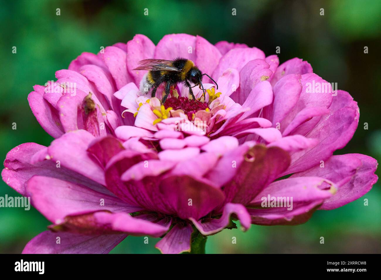 Natur Garten Zinnie Heidehummel eine Heidehummel Bombus jonellus auf der Bluete der Zinnie Zinnia elegans in einem Bauerngarten. Die Zinnie stammt aus der Familie der Korbbluetler Asteraceae, die urspruenglich aus Mexiko stammt. Die Pflanze ist nach dem Botaniker Johann Gottfried Zinn benannt. Dieser hatte die Zinnien 1757 erstmals beschrieben. 23.7,2022, *** Naturgarten Zinnia Heidekummel Eine Heidekummel Bombus jonellus auf der Blüte der Zinnia Zinnia elegans in einem Hüttengarten stammt die Zinnia aus der Familie der Asteraceae, die ursprünglich aus Mexiko stammt Stockfoto