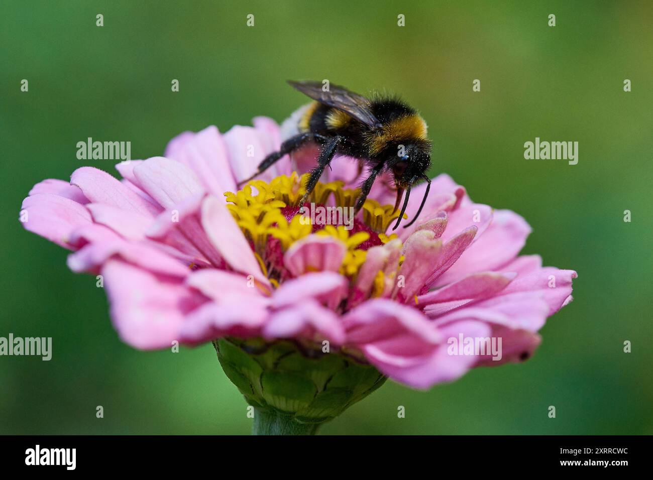 Natur Garten Zinnie Heidehummel eine Heidehummel Bombus jonellus auf der Bluete der Zinnie Zinnia elegans in einem Bauerngarten. Die Zinnie stammt aus der Familie der Korbbluetler Asteraceae, die urspruenglich aus Mexiko stammt. Die Pflanze ist nach dem Botaniker Johann Gottfried Zinn benannt. Dieser hatte die Zinnien 1757 erstmals beschrieben. 23.7,2022, *** Naturgarten Zinnia Heidekummel Eine Heidekummel Bombus jonellus auf der Blüte der Zinnia Zinnia elegans in einem Hüttengarten stammt die Zinnia aus der Familie der Asteraceae, die ursprünglich aus Mexiko stammt Stockfoto