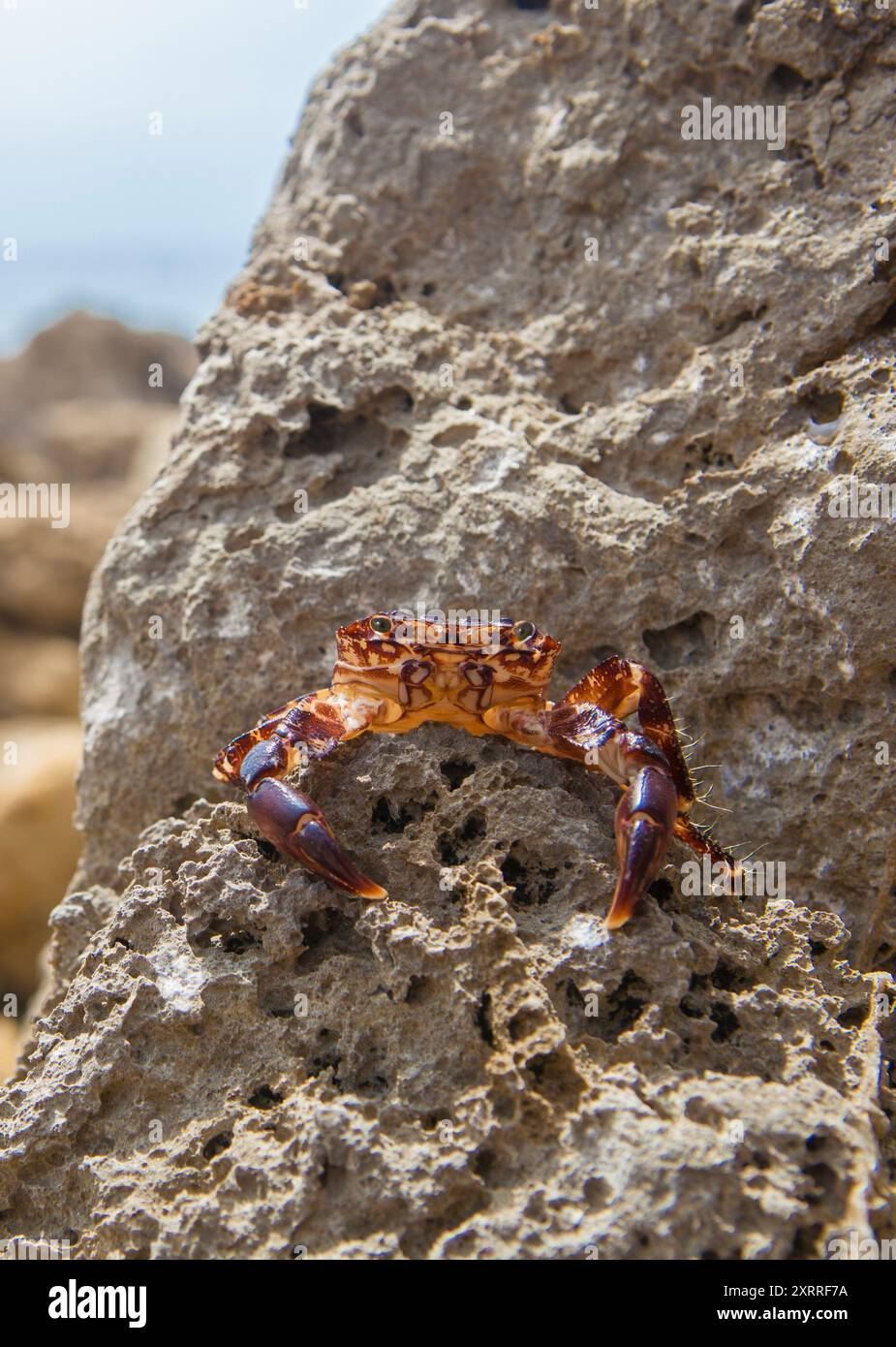 Marmorierte Steinkrabbe oder Pachygrapsus marmoratus. Magoito Coast, Portugal Stockfoto