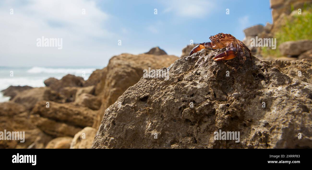 Marmorierte Steinkrabbe oder Pachygrapsus marmoratus. Magoito Coast, Portugal Stockfoto