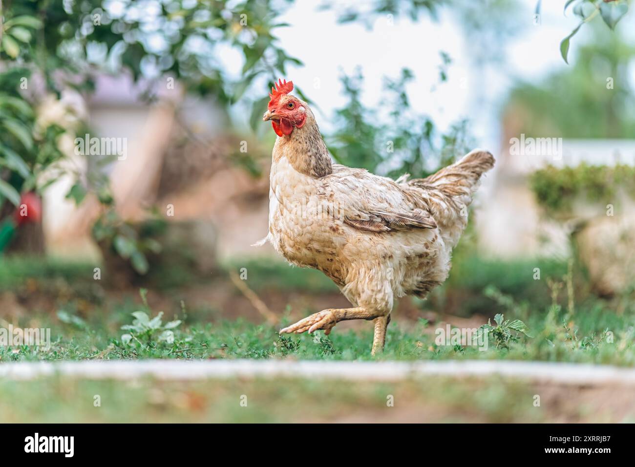 Ein Huhn, das frei im Hinterhof einer Farm lebt Stockfoto