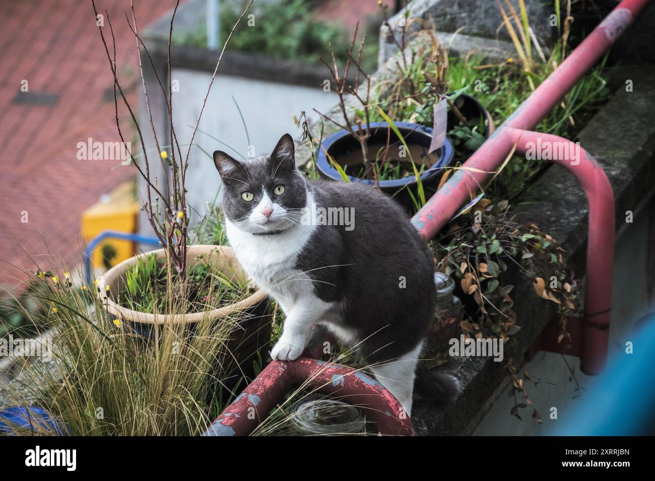 Eine schwarz-weiße Katze klettert um die Balkone des Alexandra Road Estate in London Stockfoto