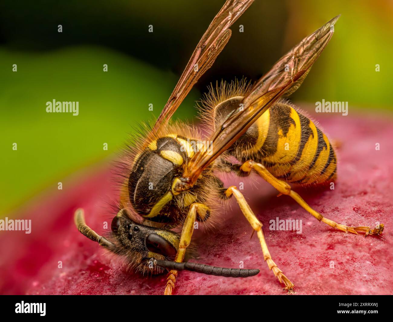 Nahaufnahme einer Wespe, die Reifen Apfel isst, der auf Apfelbaum wächst Stockfoto