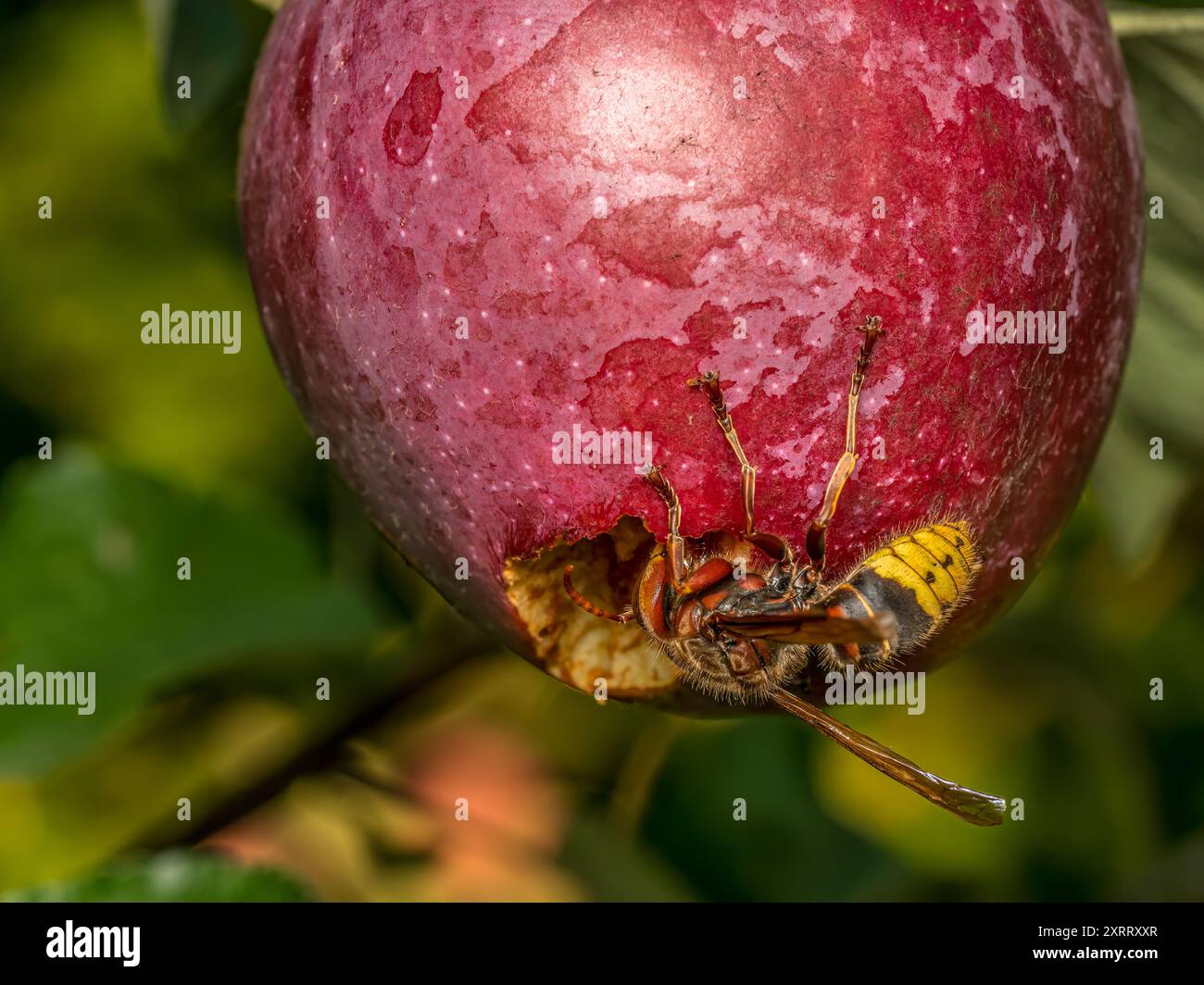Nahaufnahme einer Hornisse, die verfaulten Apfel isst, der auf Apfelbaum wächst Stockfoto
