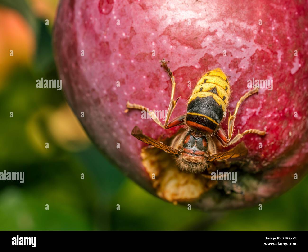 Nahaufnahme einer Hornisse, die verfaulten Apfel isst, der auf Apfelbaum wächst Stockfoto