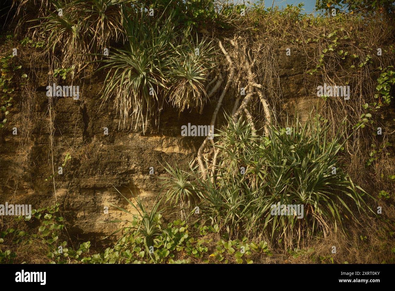 Die Wurzeln der natürlichen Pandanus tectorius-Bäume, die sich von Klippenrändern ausbreiten und die Erosion reduzieren Stockfoto