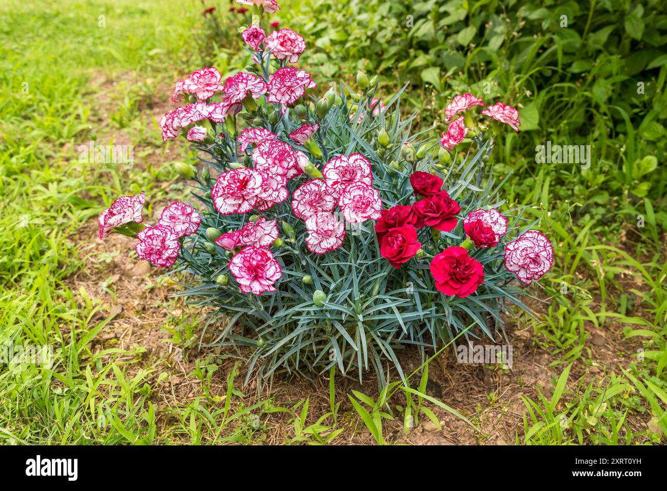 Rosa und weiße Dianthus caryophyllus Blumen Bouquet. Stockfoto