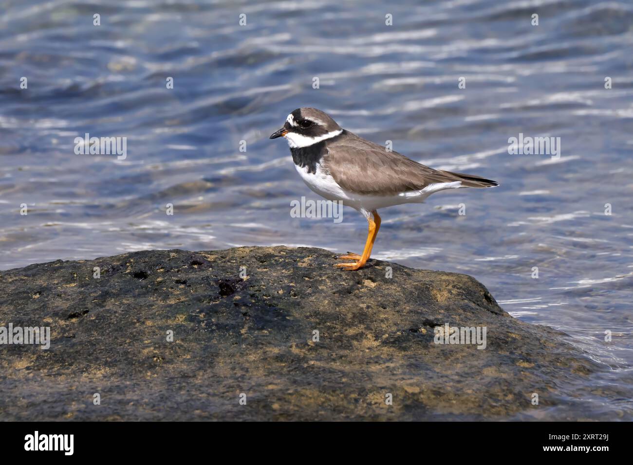 Gemeiner Ringpflauer (Charadrius hiaticula) in Seitenansicht auf einem Felsen am Wasser stehend Stockfoto