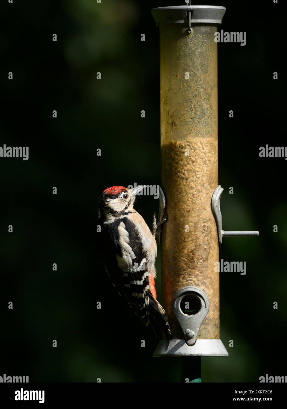 Einzelner sonnendurchfluteter Specht auf dem Saatgutfutter (bunte Federn, Spitzschnabel, Sonnenblumenkerne im Behälter) - West Yorkshire, England, Großbritannien. Stockfoto Einzelner sonnendurchfluteter Specht auf dem Saatgutfutter (bunte Federn, Spitzschnabel, Sonnenblumenkerne im Behälter) - West Yorkshire, England, Großbritannien. Stockfoto