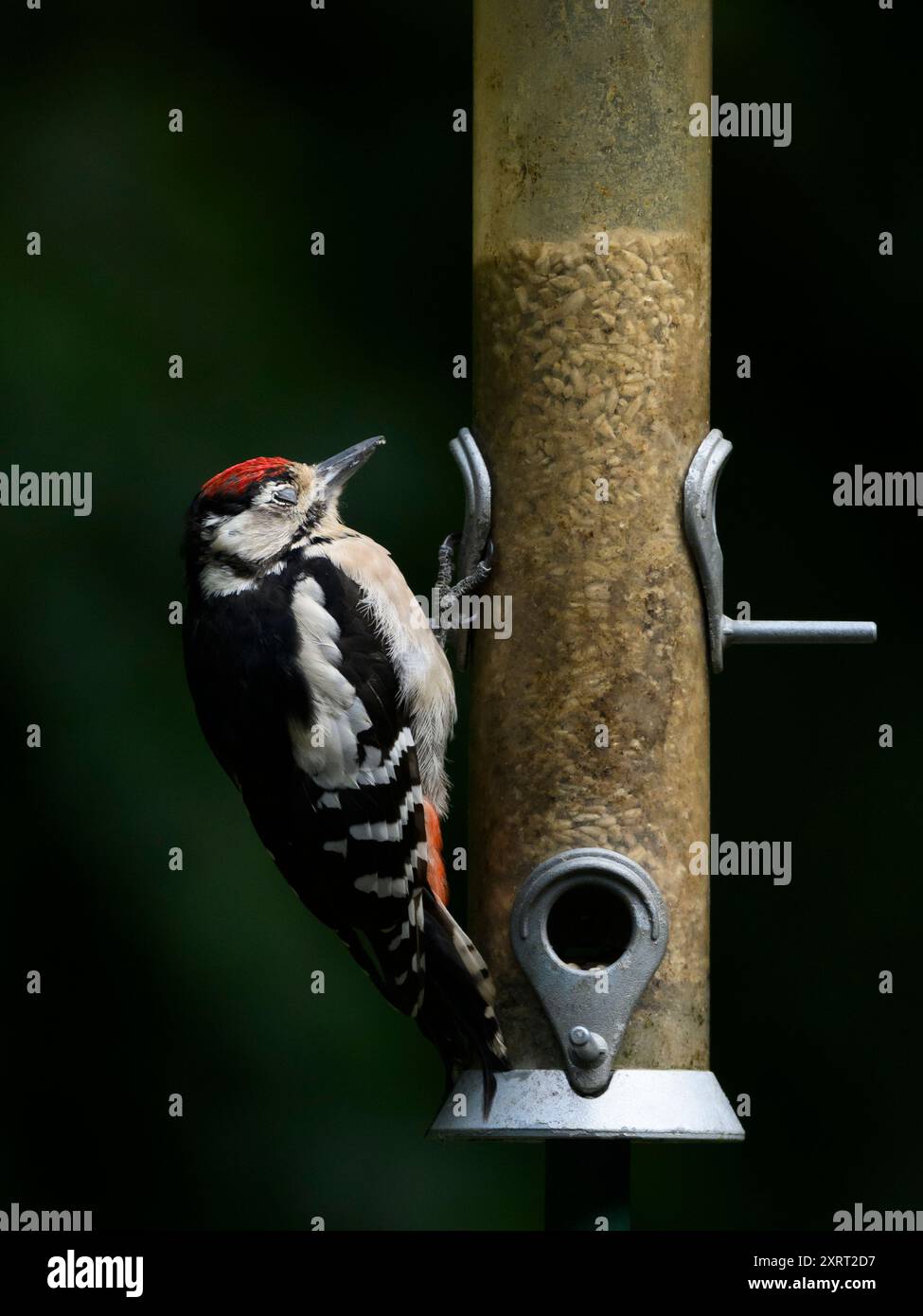 Einzelner sonnendurchfluteter Specht auf dem Saatgutfutter (bunte Federn, Spitzschnabel, Sonnenblumenkerne im Behälter) - West Yorkshire, England, Großbritannien. Stockfoto Einzelner sonnendurchfluteter Specht auf dem Saatgutfutter (bunte Federn, Spitzschnabel, Sonnenblumenkerne im Behälter) - West Yorkshire, England, Großbritannien. Stockfoto
