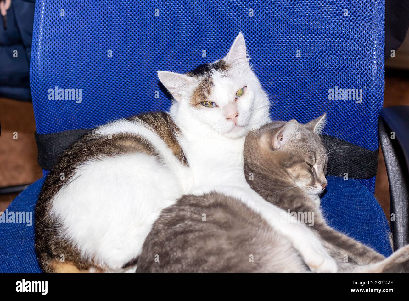 Zwei Katzen ruhen sich bequem aus, wobei eine bequem auf der anderen auf einem gemütlichen blauen Sessel steht Stockfoto