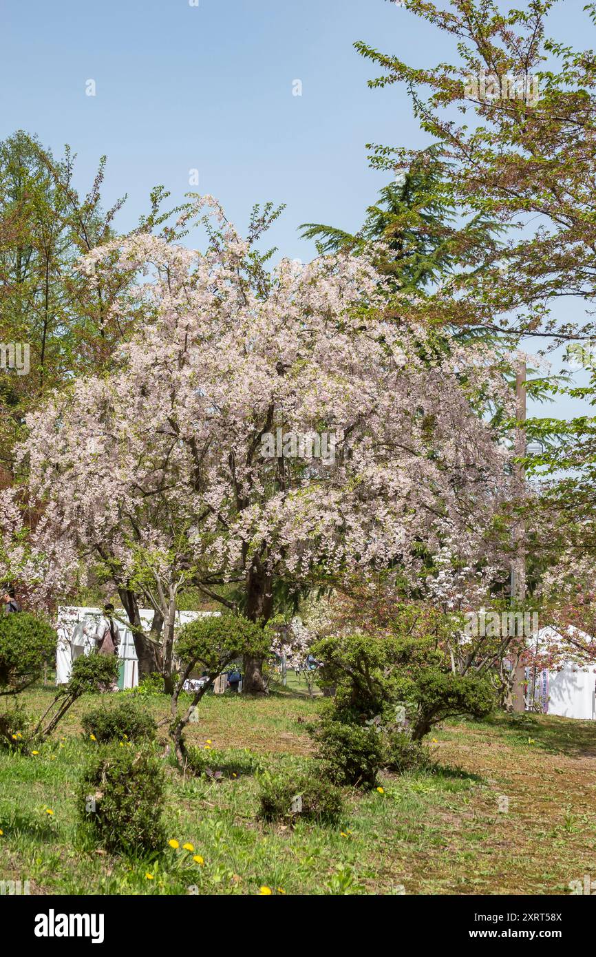 Burg und Gärten von Hirosaki während des Kirschblütenfestes 2024 Stockfoto