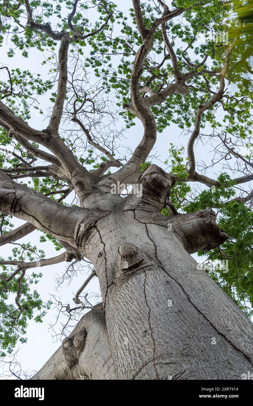 Beeindruckender großer alter Mangobaum auf der Vulkaninsel Ometepe im Südwesten Nicaraguas Lake Cocibolca in Nicaragua. Stockfoto