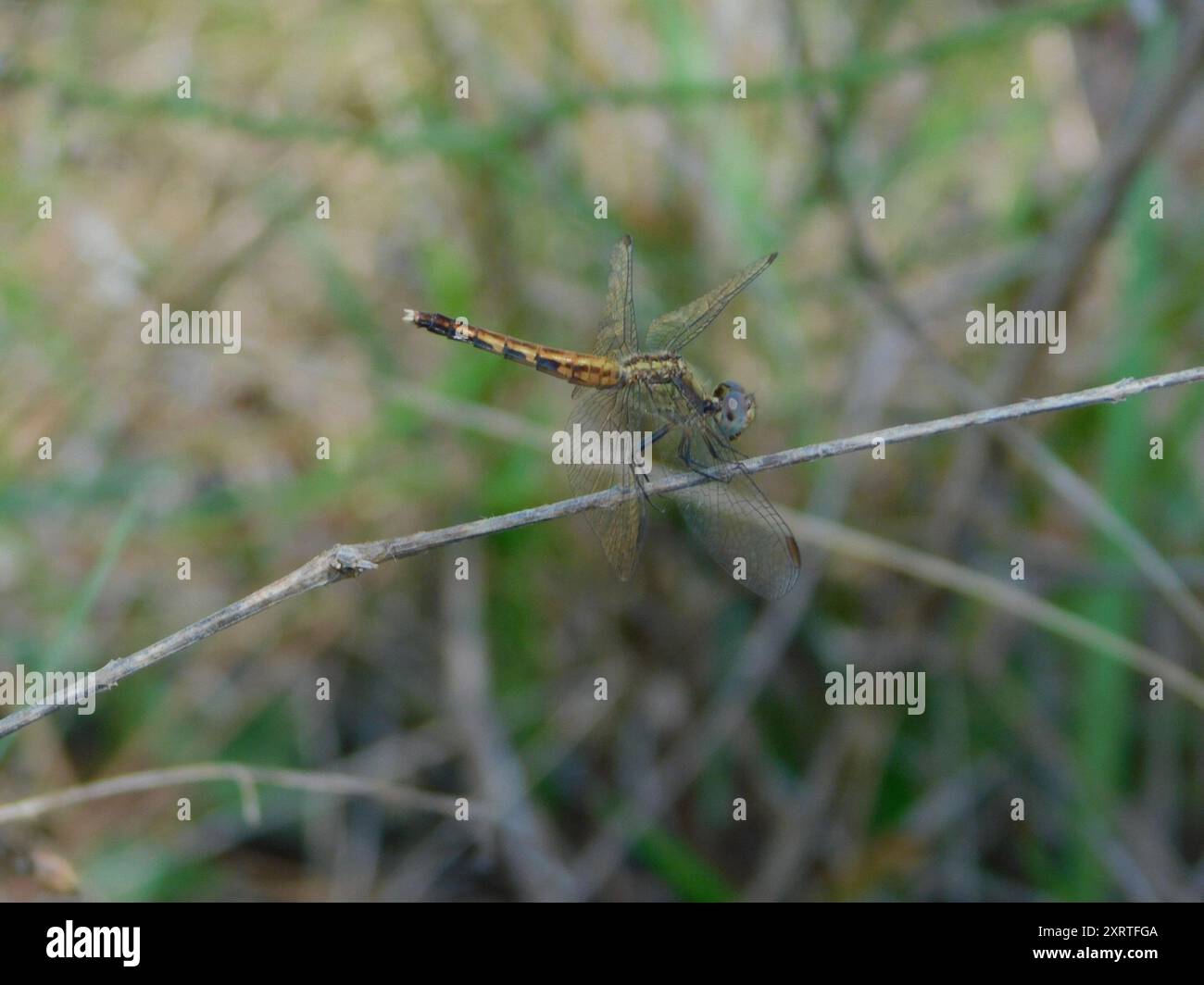Little Blue Dragonlet (Erythrodiplax minuscula) Insecta Stockfoto