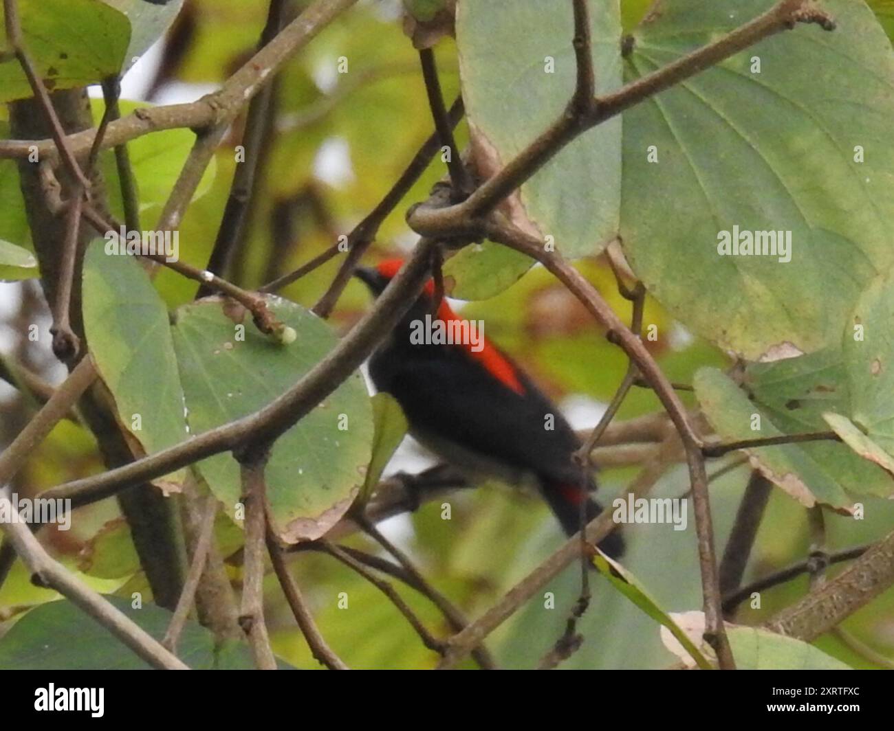 Scharlachrote Blumenpecker (Dicaeum cruentatum) Aves Stockfoto