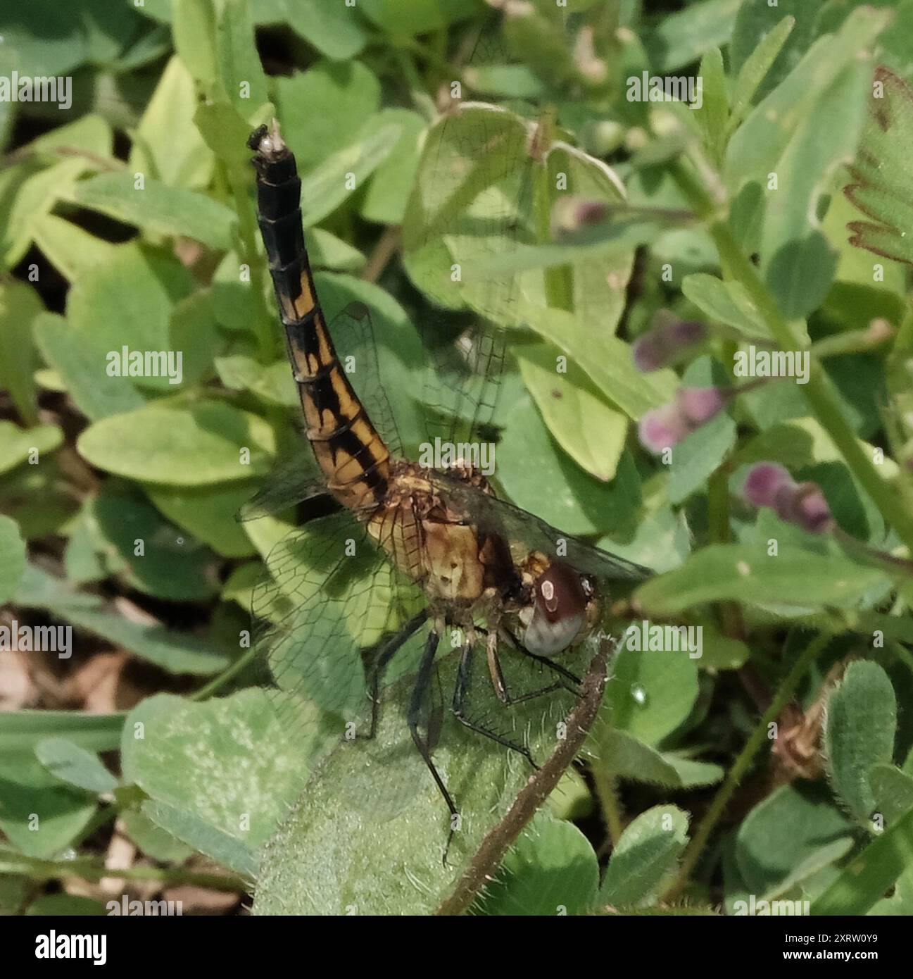 Little Blue Dragonlet (Erythrodiplax minuscula) Insecta Stockfoto