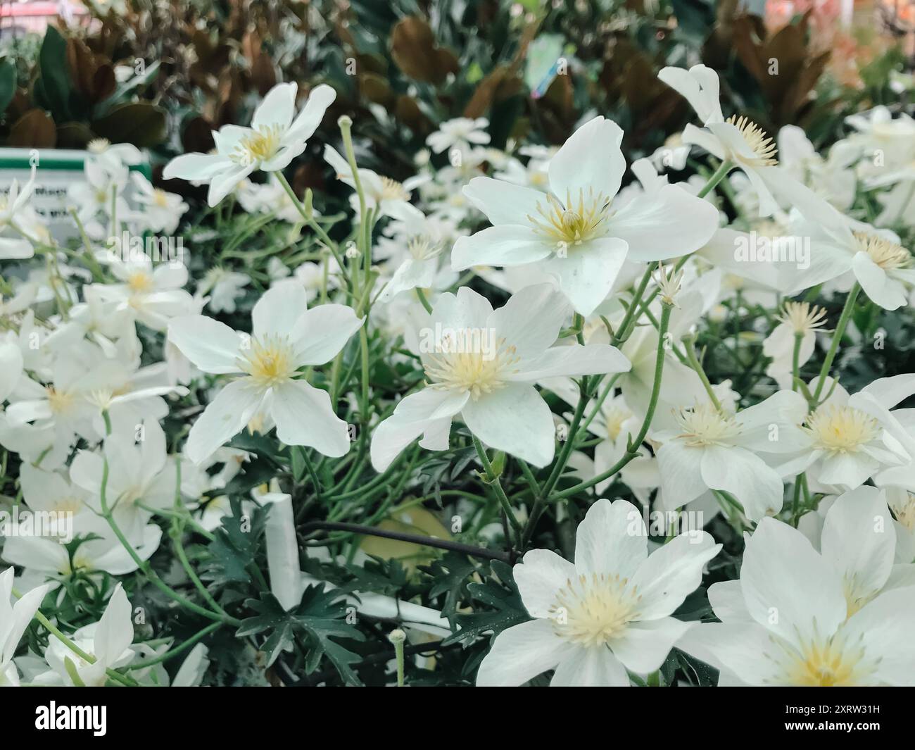 Ein Haufen weißer Blumen sind in einem Garten. Die Blumen sind sehr schön und hell Stockfoto