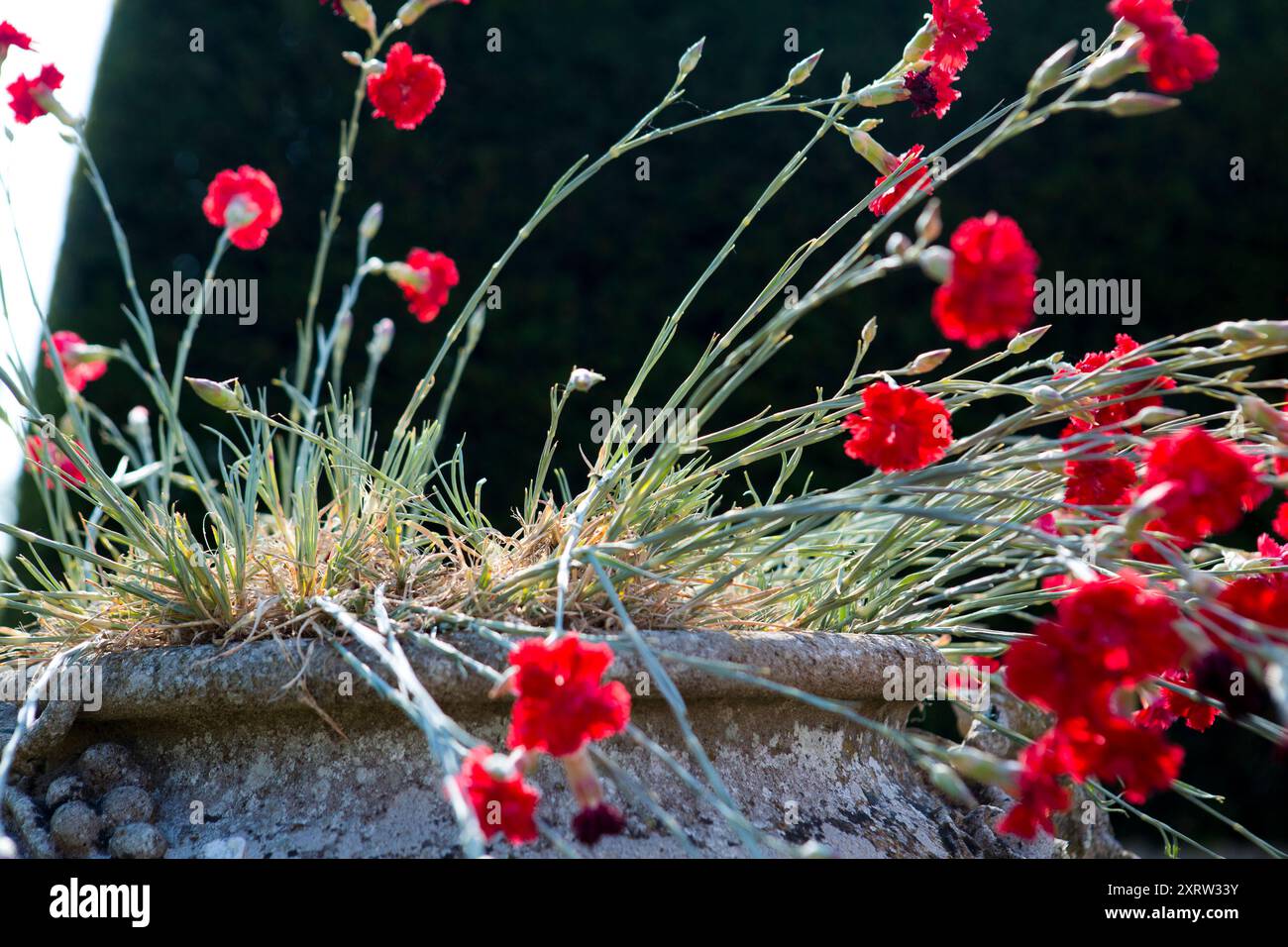 Rote Blumen in einem alten Steintopf oder einer Vase in einem großen Garten, die in der Hitze eines bristischen Sommers welken. Stockfoto