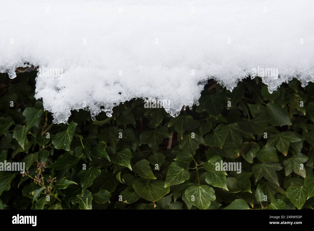 Die Seite einer alten Scheune, die mit Efeu bedeckt ist und mit einem schneebedeckten Dach bedeckt ist. Stockfoto