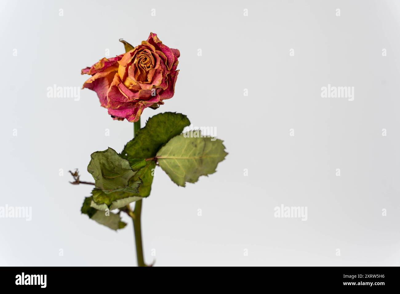 Eine verwelkte rosa Rose mit grünen Blättern auf weißem Hintergrund. Stockfoto