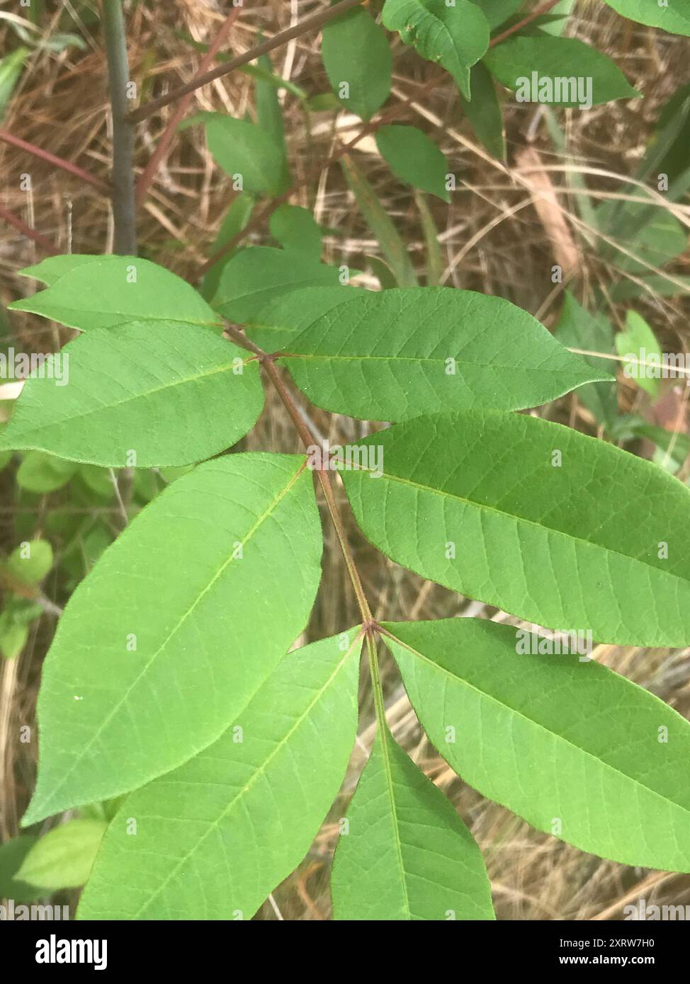 Poison Sumac (Toxicodendron vernix) Plantae Stockfoto
