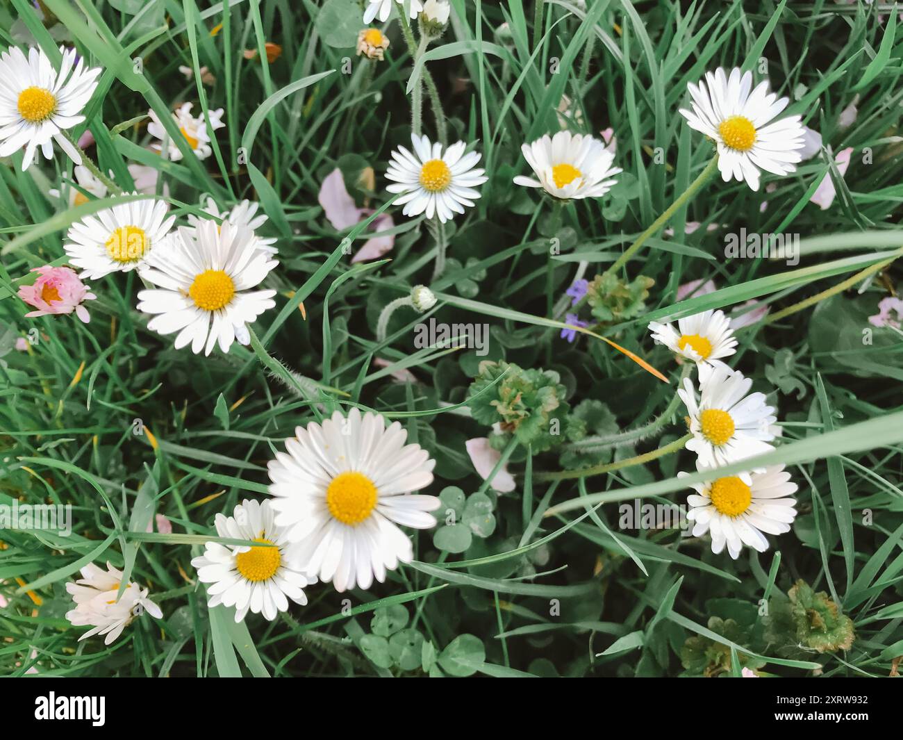 Ein Feld von weißen Gänseblümchen mit gelben Mittelpunkten. Die Blüten sind im ganzen Feld verstreut, wobei einige näher am Vordergrund und andere weiter unten liegen Stockfoto