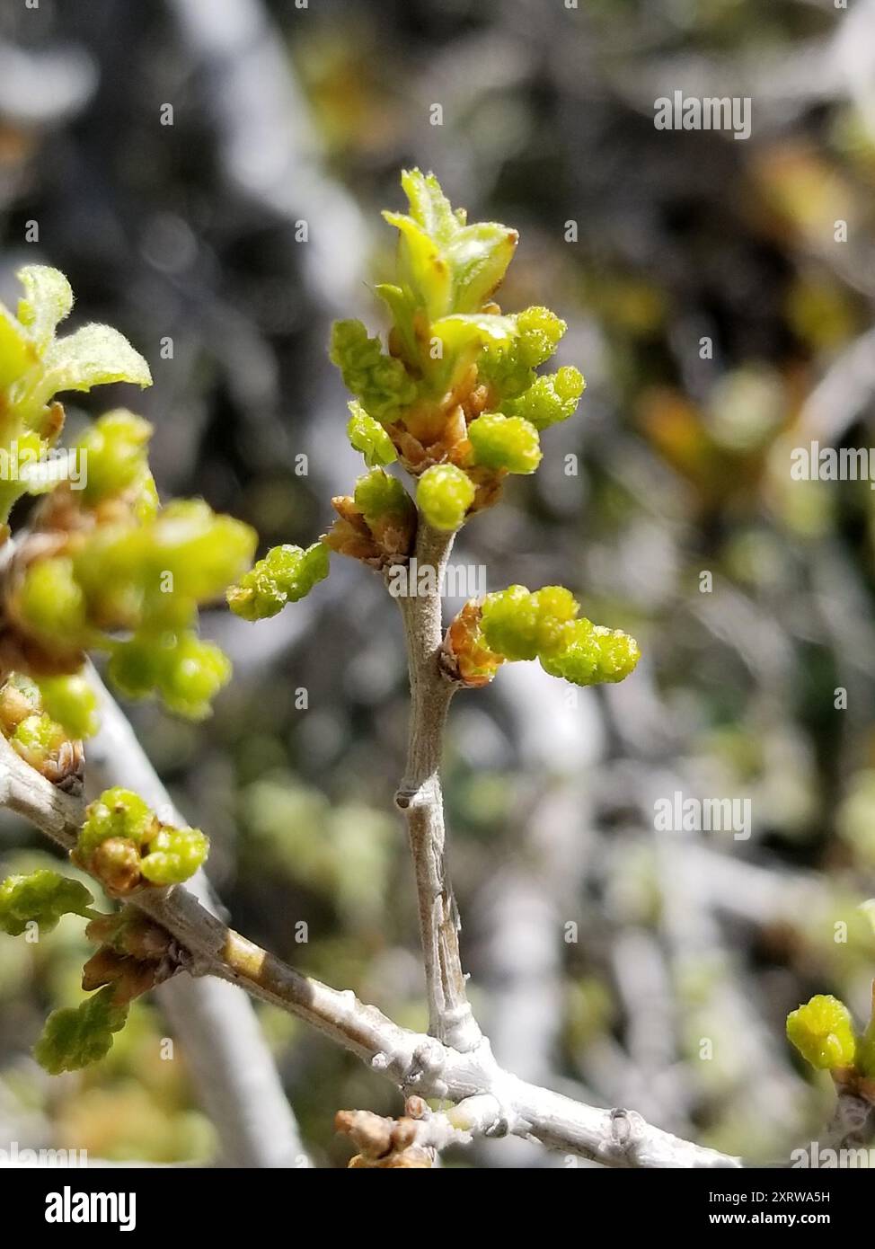 Müllereiche (Quercus cornelius-mulleri) Plantae Stockfoto