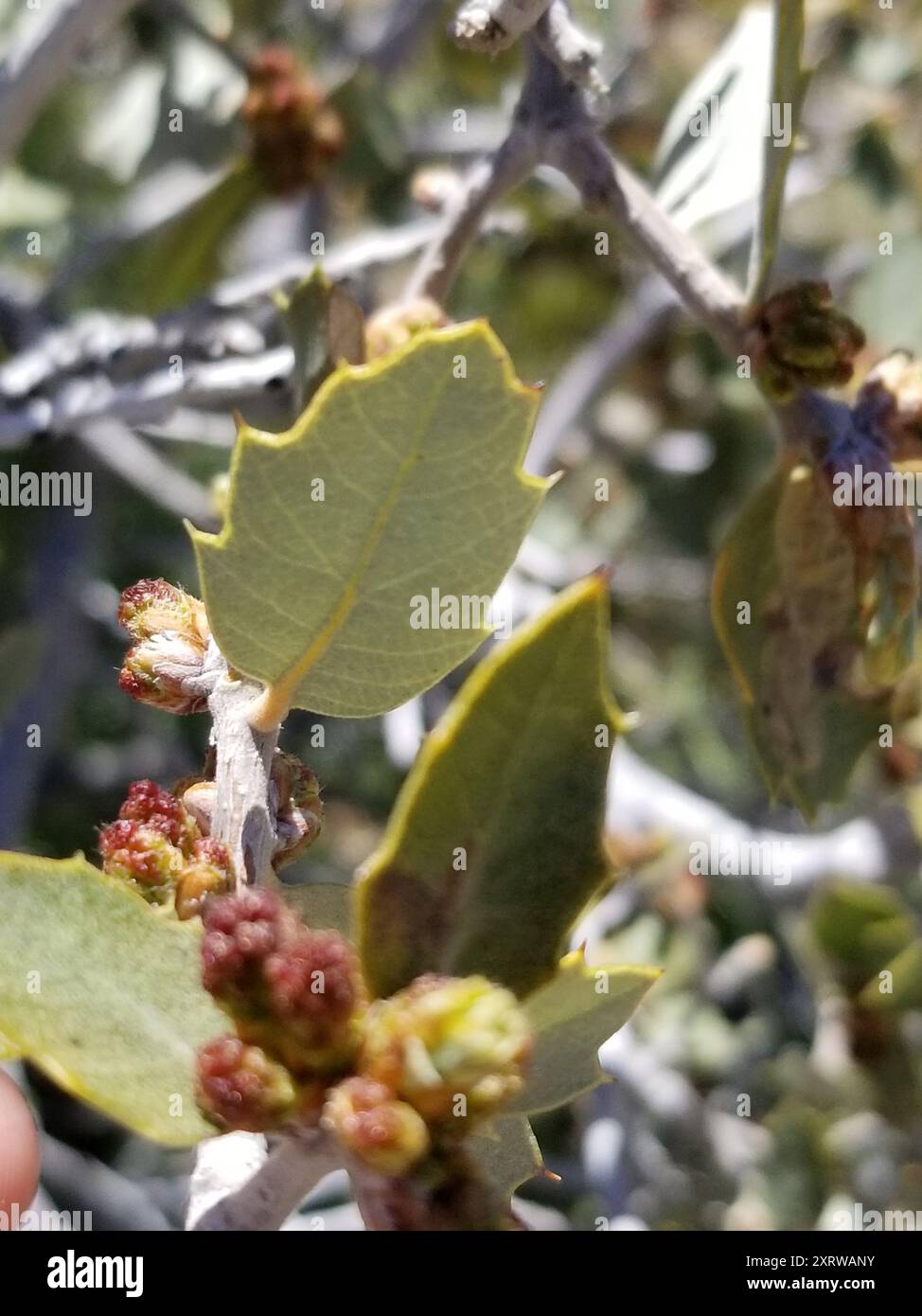 Müllereiche (Quercus cornelius-mulleri) Plantae Stockfoto