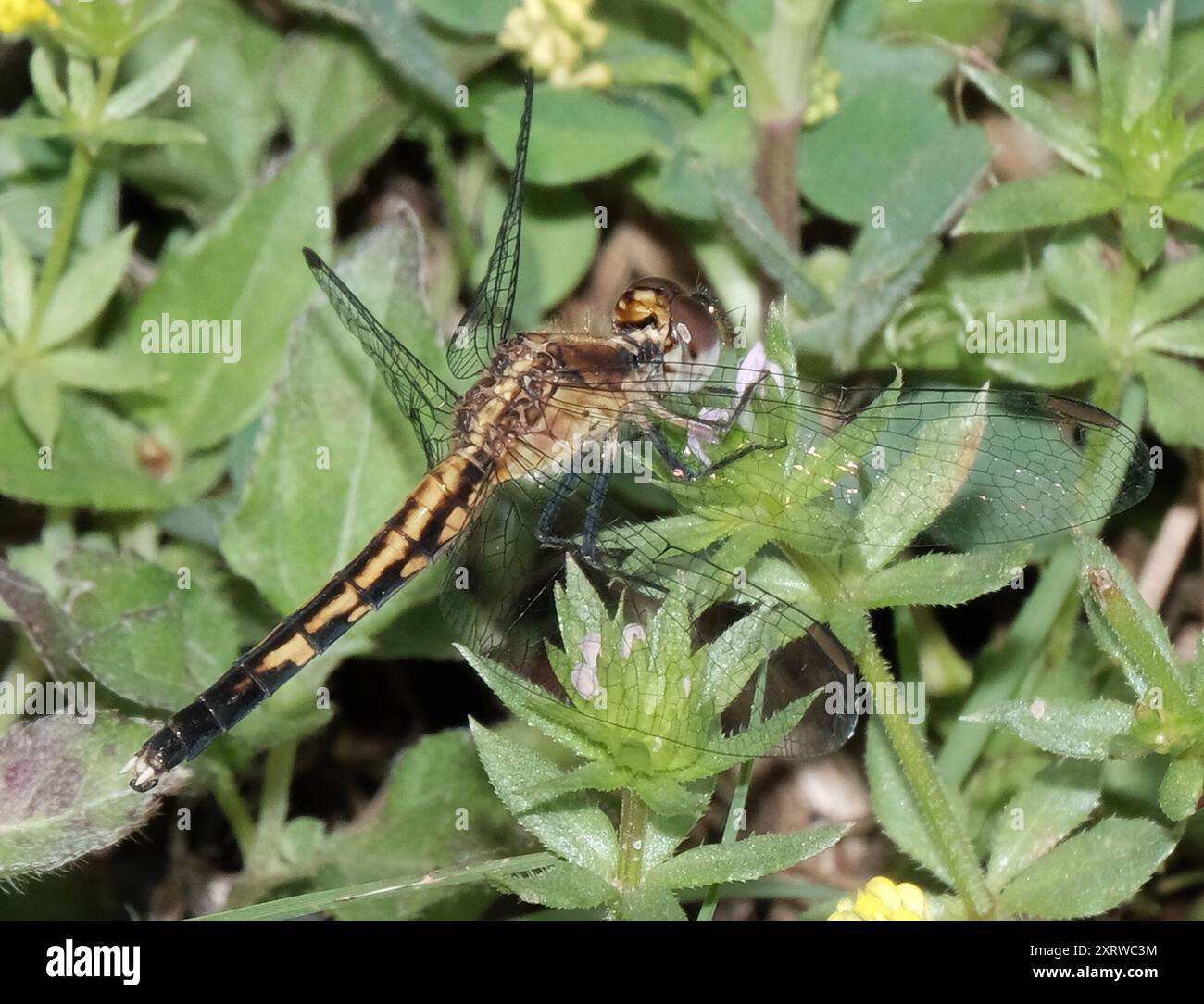 Little Blue Dragonlet (Erythrodiplax minuscula) Insecta Stockfoto