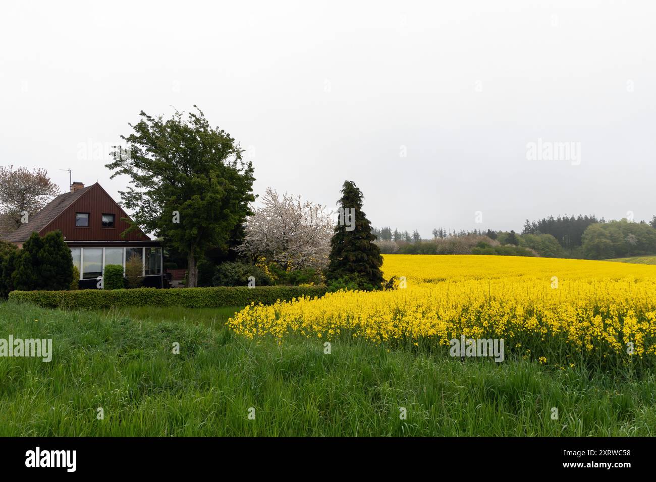 Felder mit Rapssamen an einem nebeligen Tag. Landwirtschaftliche Felder. Hochwertige Fotos Stockfoto