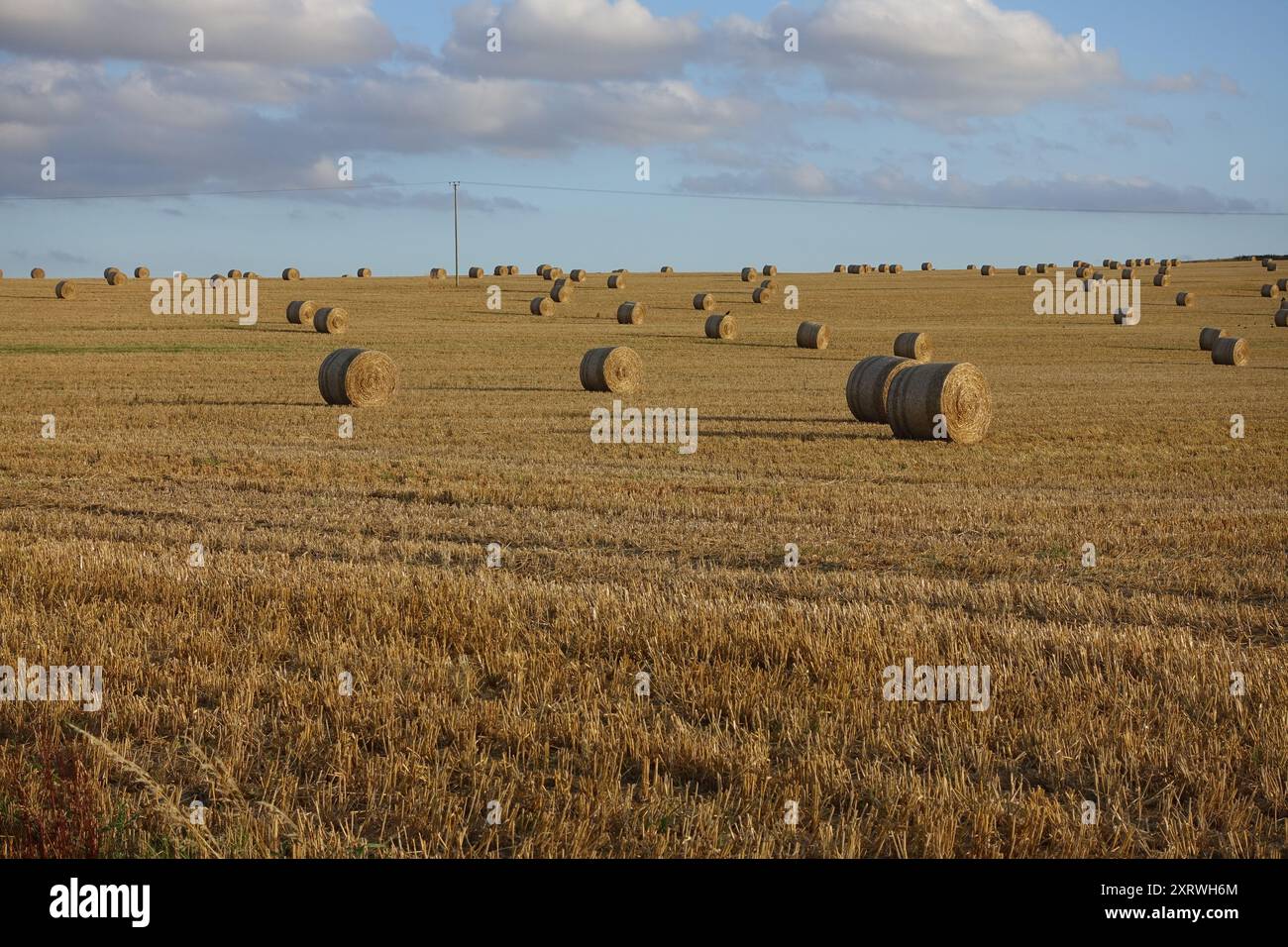 Runde Strohballen auf einem Hangfeld in Cambridgeshire kurz nach der Ernte im August Stockfoto