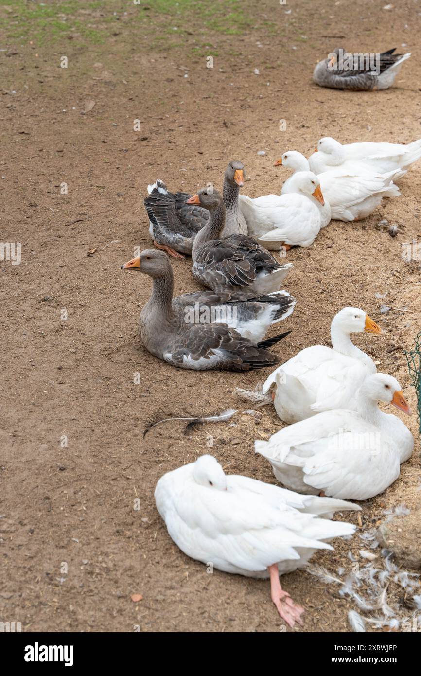 Enten und Gänse entspannen sich auf dem Boden in der Nähe des Wasserrandes. Stockfoto