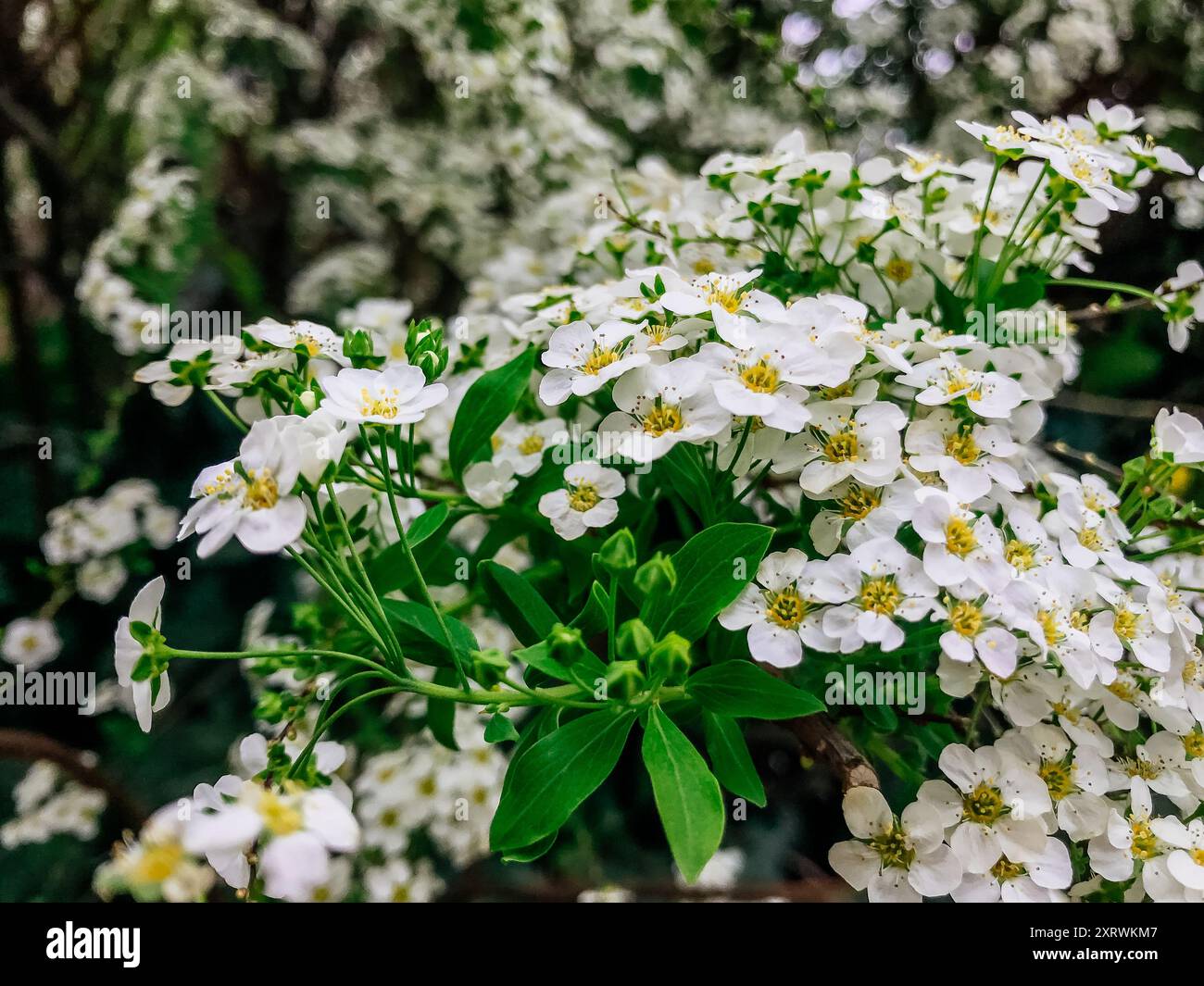 Ein Haufen weißer Blumen mit gelben Mittelpunkten. Die Blumen sind in voller Blüte und sehr hübsch Stockfoto