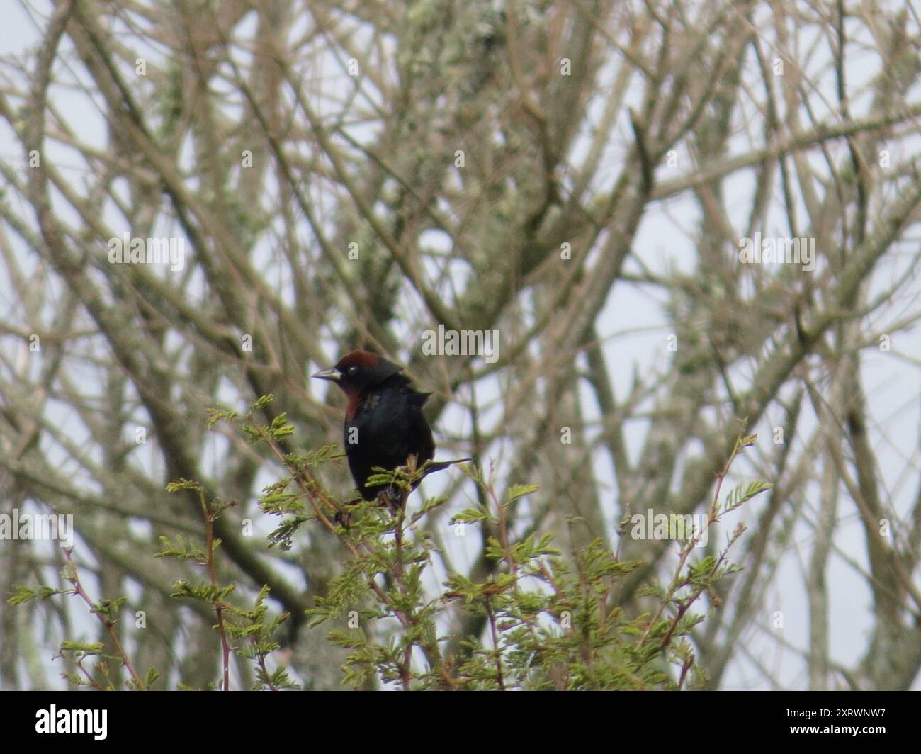 Kastanienbarsch (Chrysomus ruficapillus) Aves Stockfoto