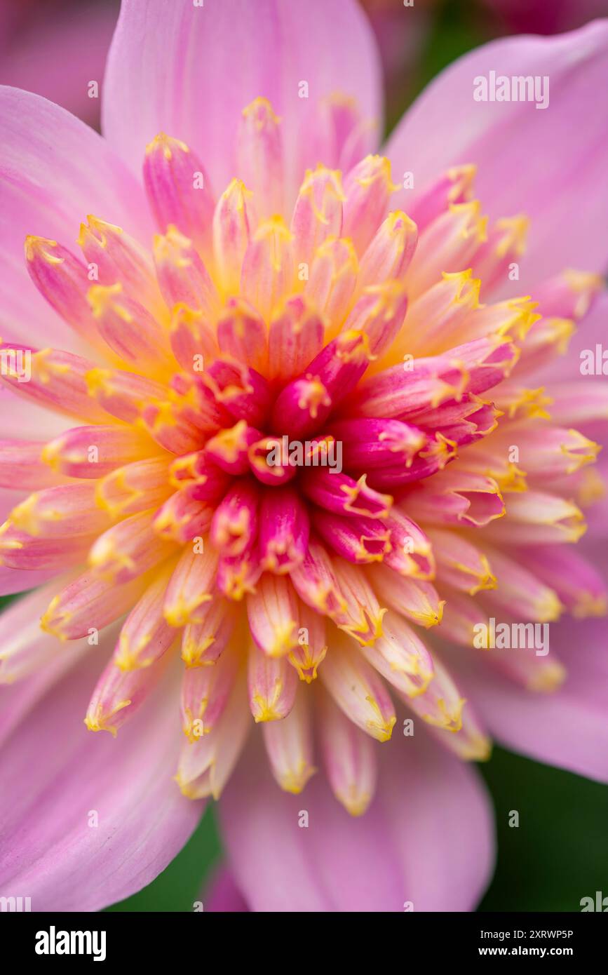 Dahlia 'Dalina Maxi Pink Starburst' Blume aus nächster Nähe. Stockfoto