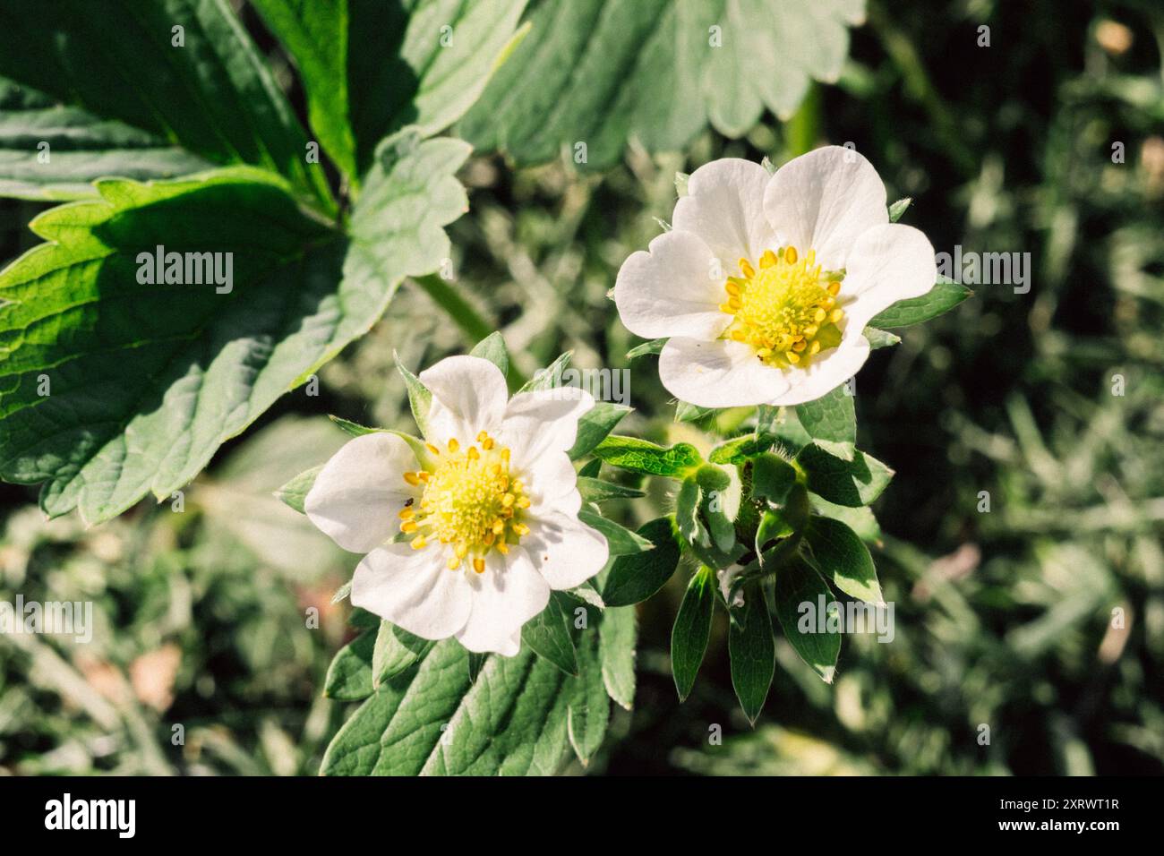 Zwei weiße Blüten mit gelber Mitte sind auf einem grünen Feld. Die Blüten sind klein und zart und von grünen Blättern umgeben. Konzept der tr Stockfoto