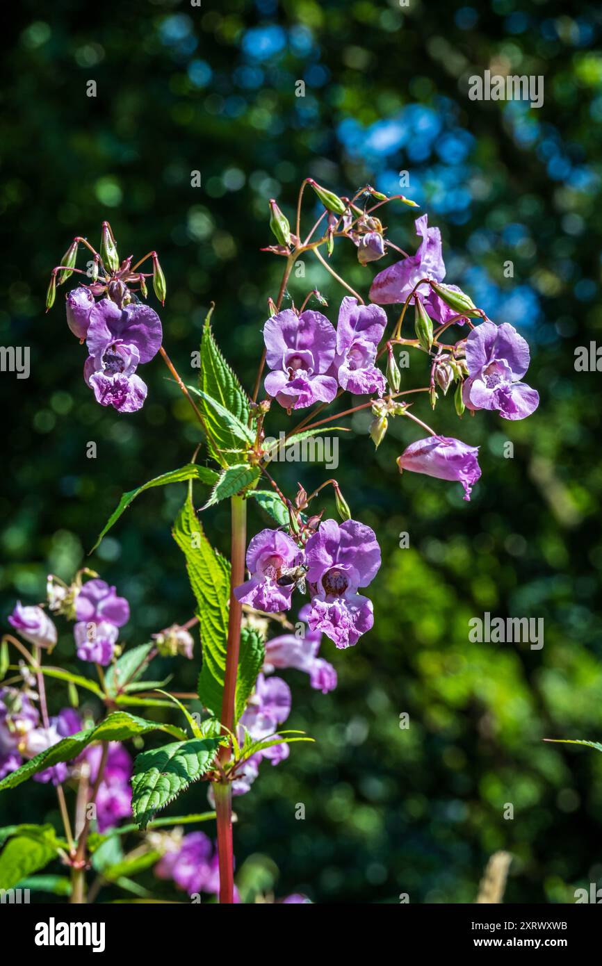 Himalaya-Balsam oder indische Balsamblüten. Stockfoto