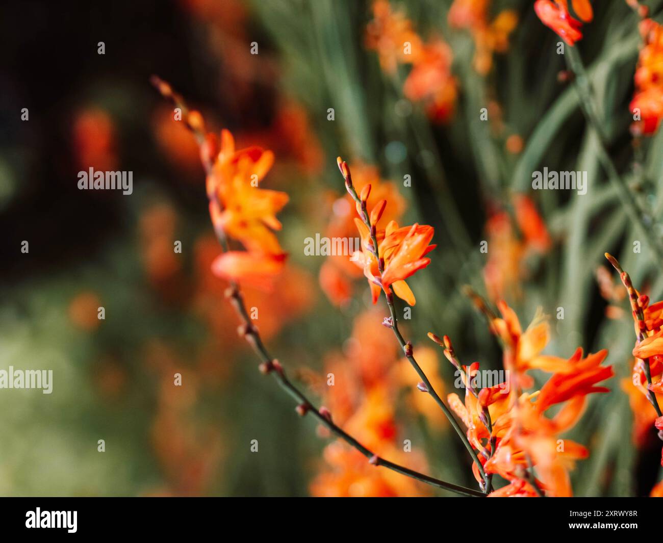 Crocosmia (montbretia) Orange im Garten nach Regen Stockfoto