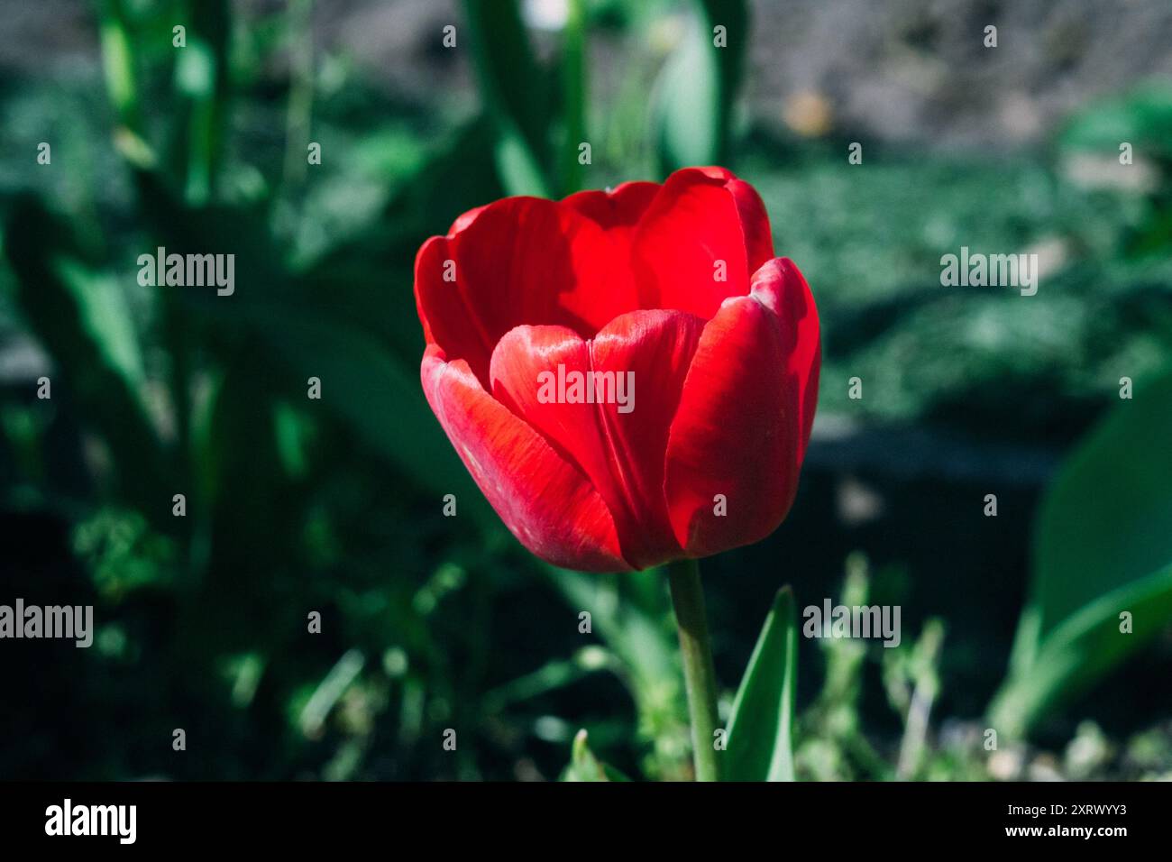 Eine rote Blume mit grünem Stiel ist in einem Garten. Die Blume ist der Hauptfokus des Bildes und ist von grünen Blättern umgeben. Die Blume steht in voller B Stockfoto