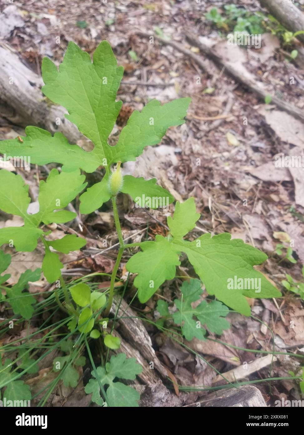 Cellandine Mohn (Stylophorum diphyllum) Plantae Stockfoto