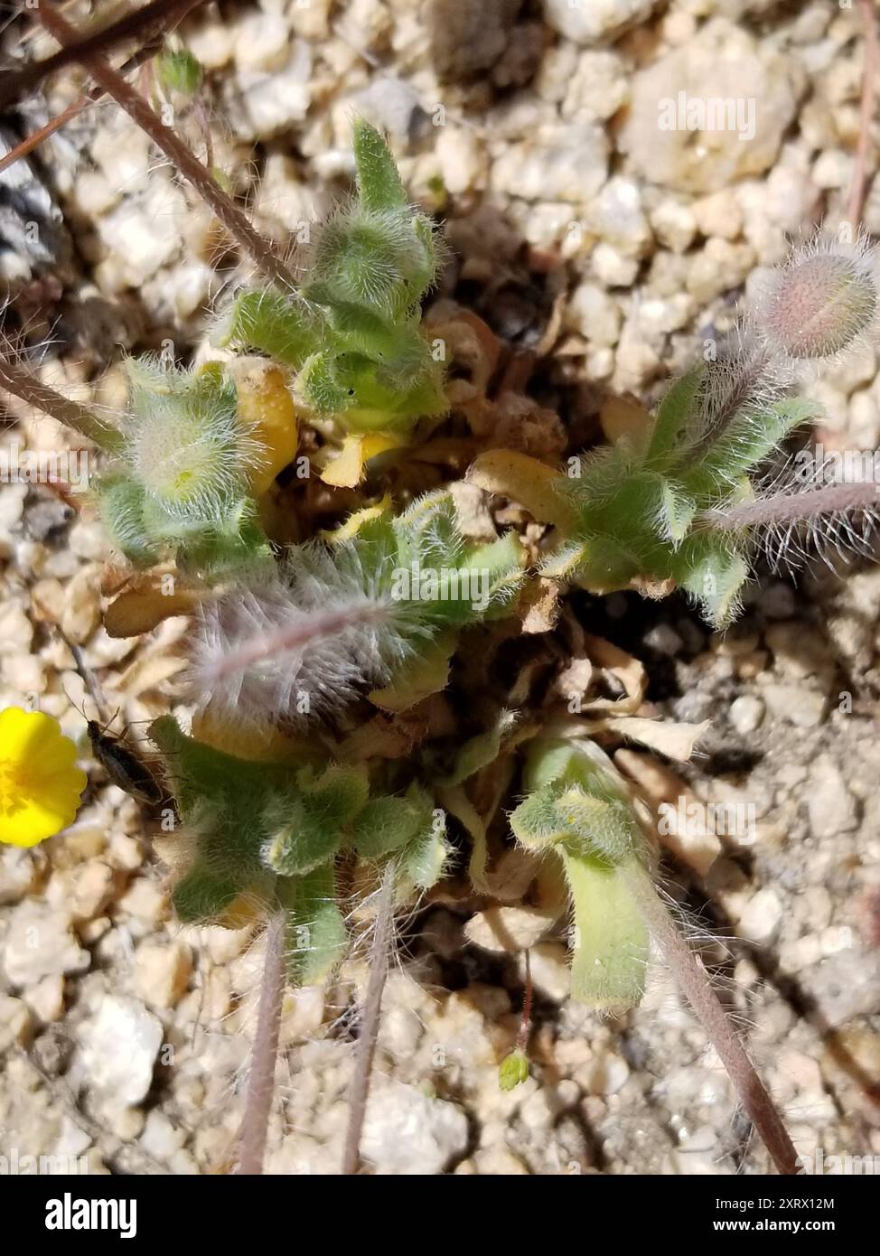 Creamcups (Platystemon californicus) Plantae Stockfoto