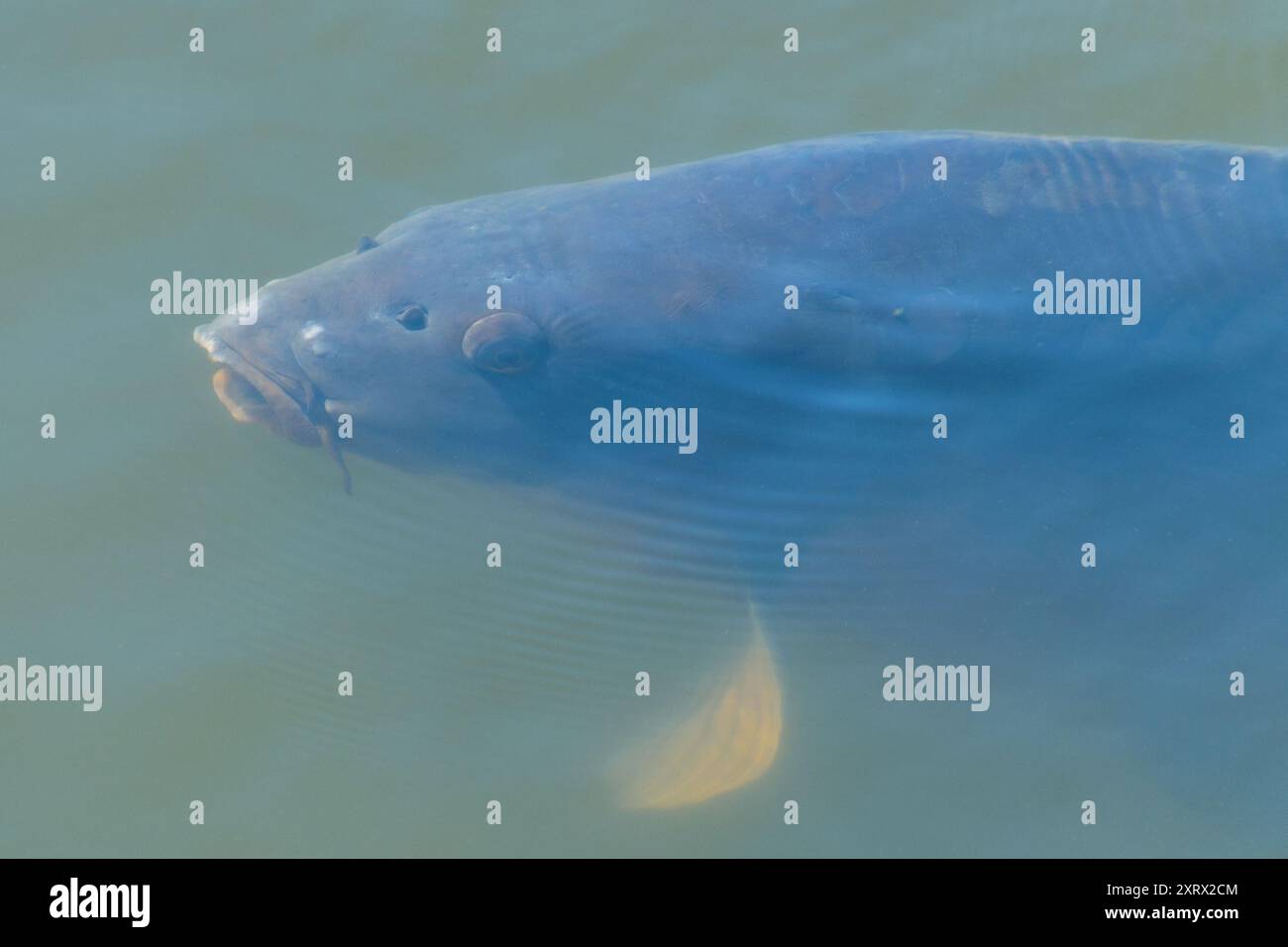 Der eurasische Karpfen oder europäischer Karpfen (Cyprinus carpio) in einem Teich. Der Karpfen. Stockfoto