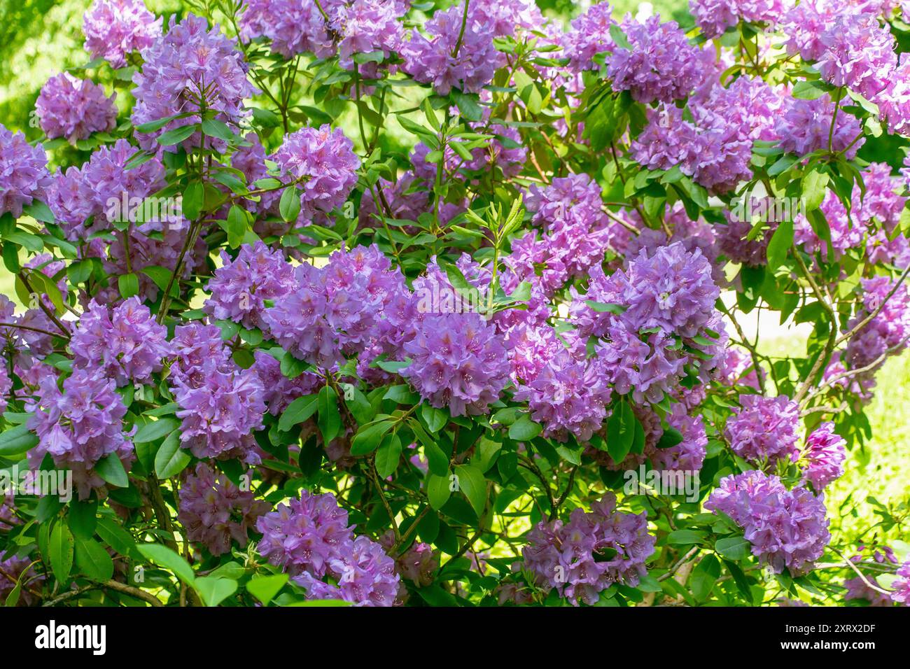 Lorbeer efeu -Fotos und -Bildmaterial in hoher Auflsung  Alamy