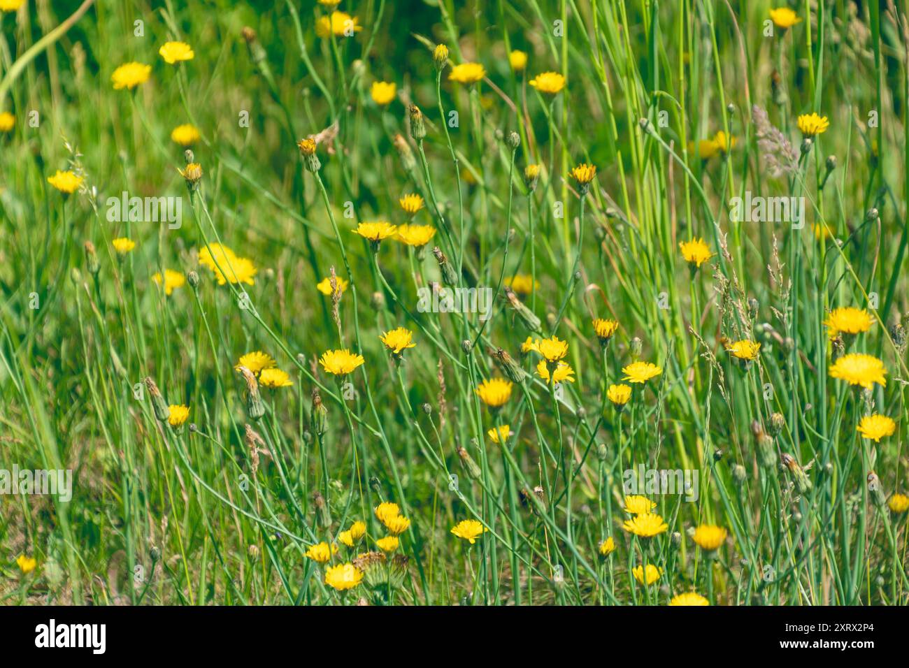 Gelbe Blumen auf der Wiese. Hypochaeris radicata, Katsear, Fladengras, Katzenohr, haariges Katzenohr, falscher Löwenzahn. Stockfoto