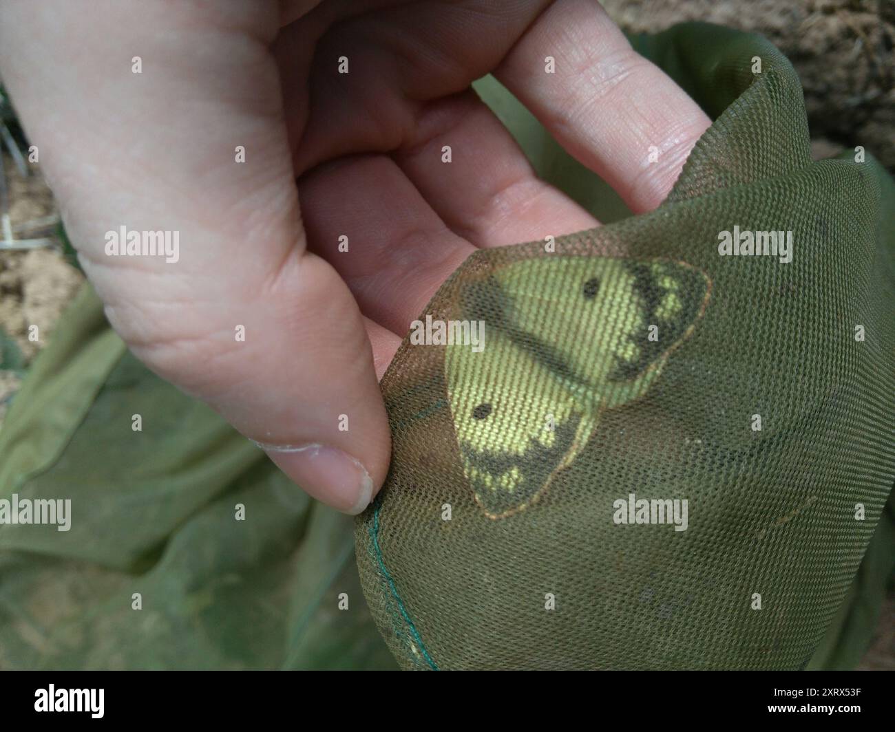 Berger's Clouded Yellow (Colias alfacariensis) Insecta Stockfoto