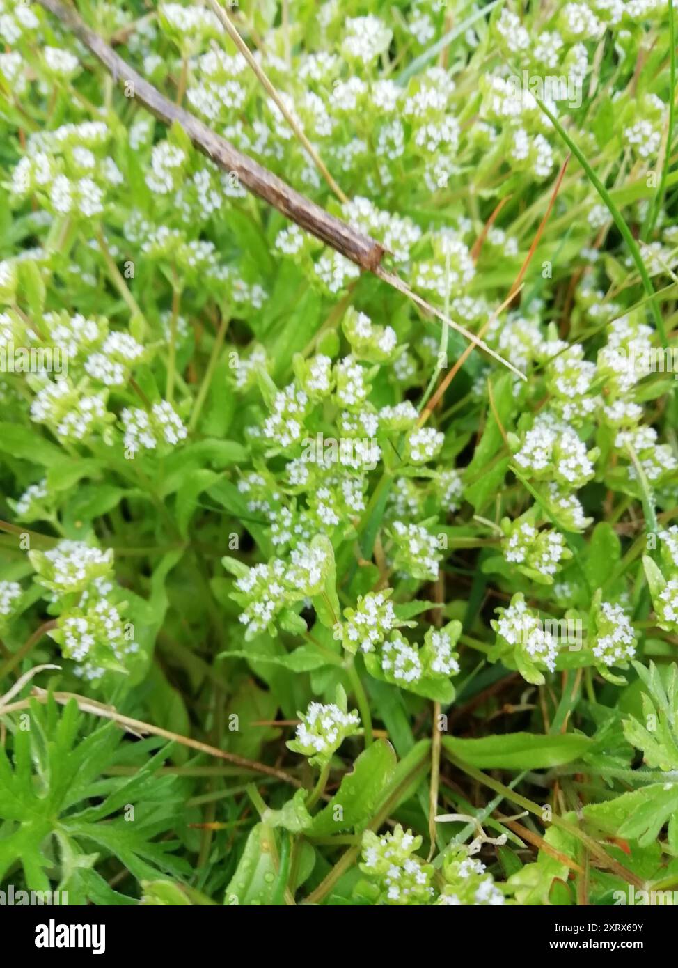 Gemeiner Kornsalat (Valerianella locusta) Plantae Stockfoto