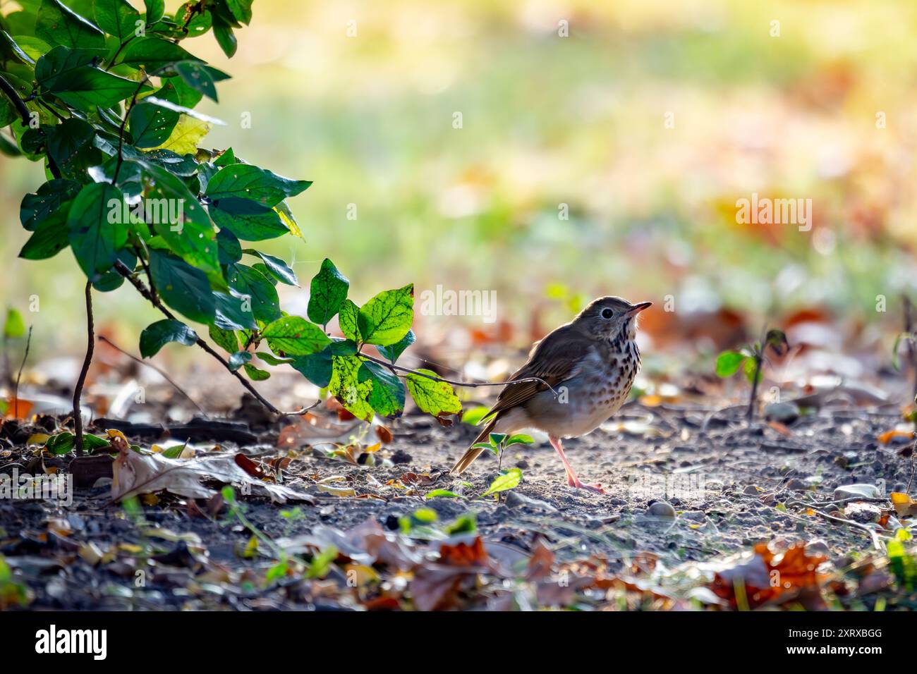 Eine Einsiedeldrossel hält beim Füttern im Abendlicht inne. Stockfoto