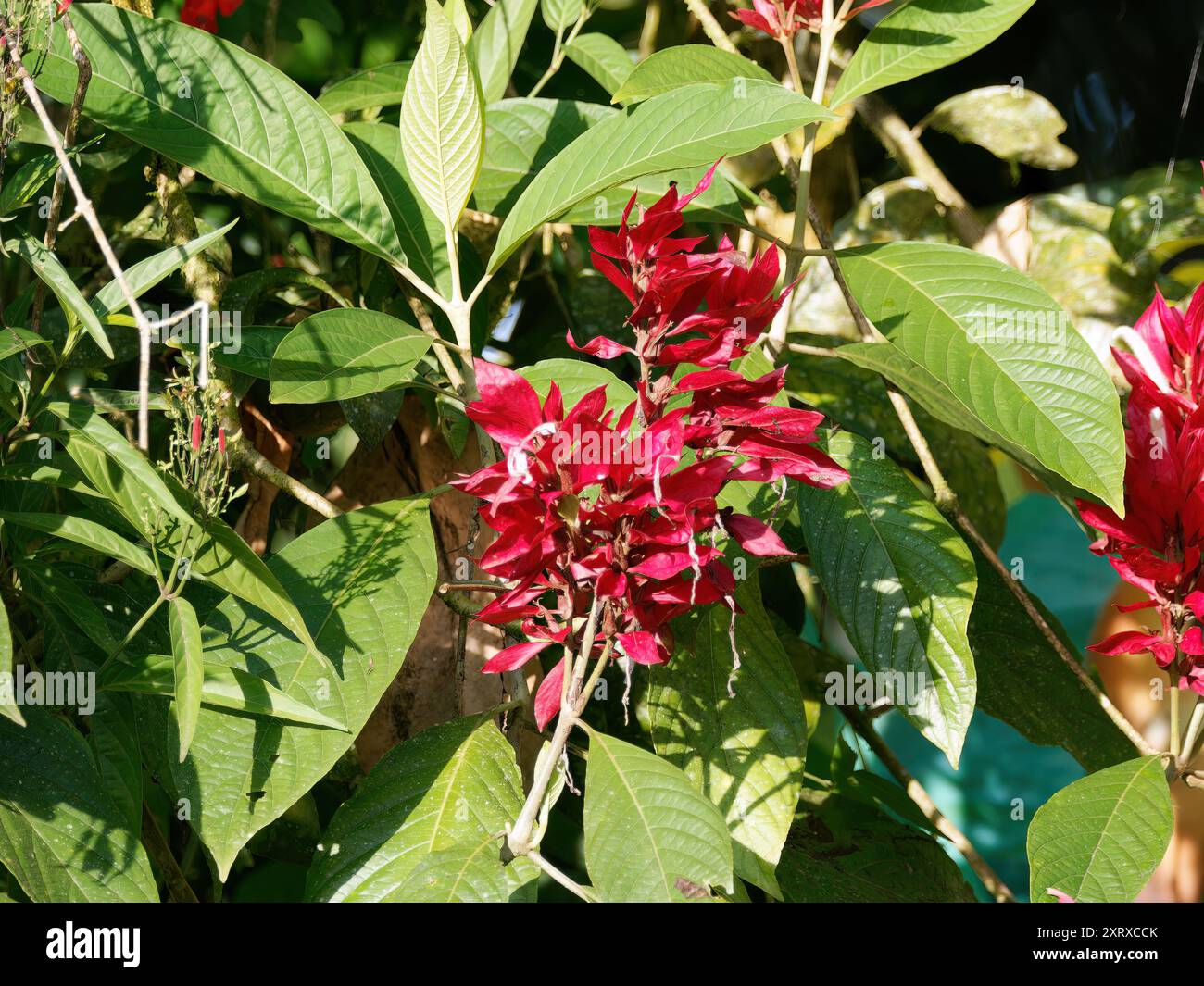 Brasilianischer roter Mantel, Megaskepasma erythrochlamys, Mindo Valley, Ecuador, Südamerika Stockfoto
