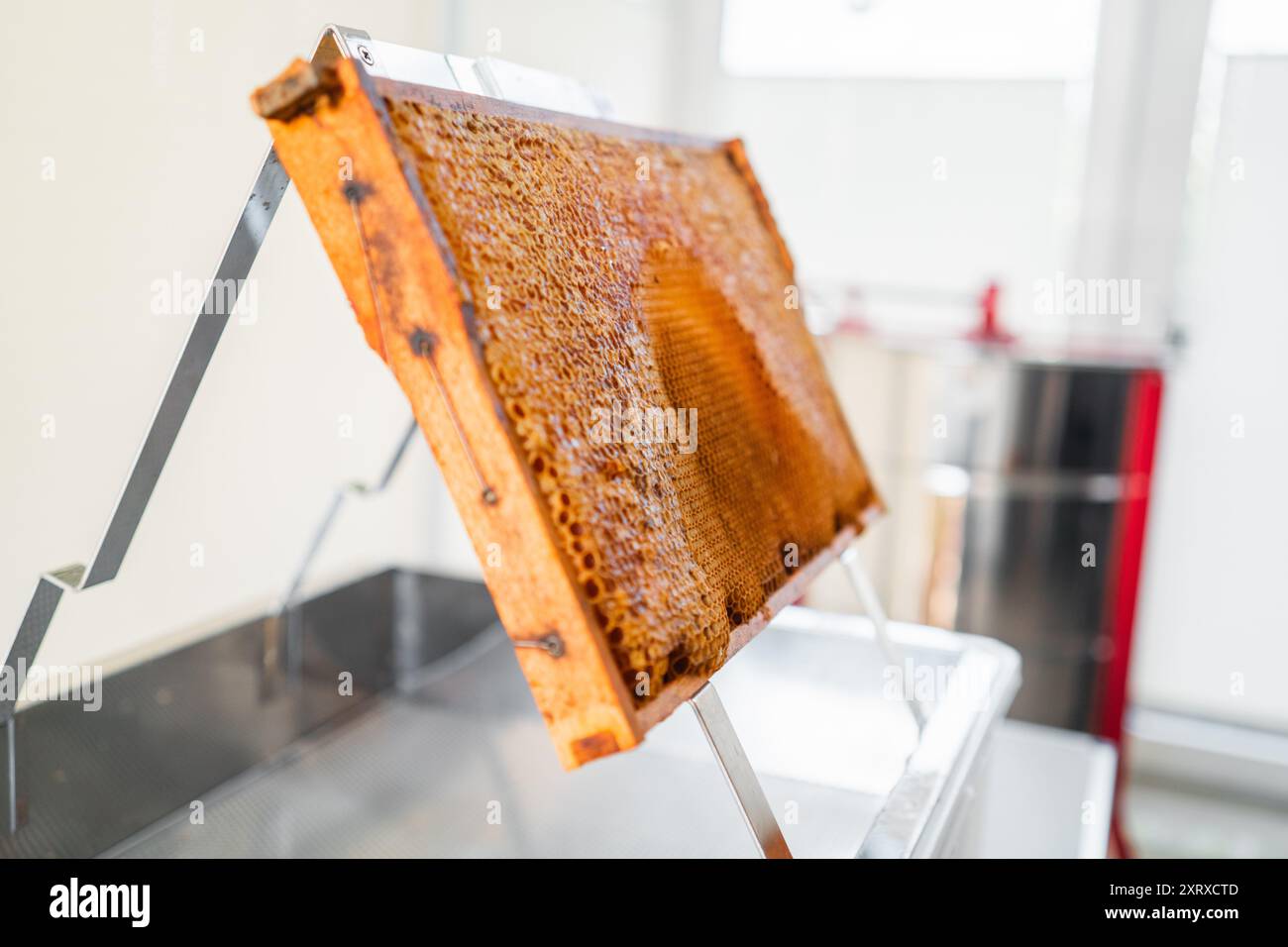 Bienenstock-Rahmen eines Bienenstocks mit Kappen-Waben, bereit für die Ernte auf einem ausgeschnittenen Tablett für die Imkerei Stockfoto